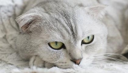 欢迎在宝塔面板安装Z-BlogPHP！